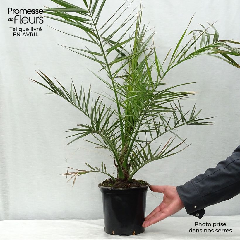 Example of Phoenix canariensis - Canarische dadelpalm Pot van 3 l/4 l as you get in printemps
