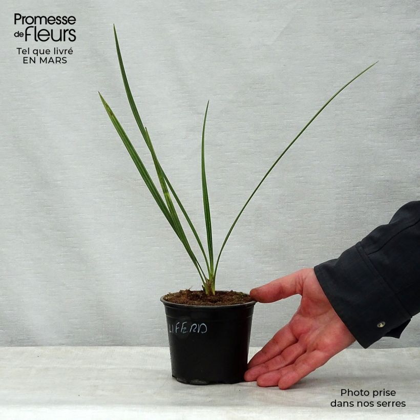 Exemplaar van Phoenix dactylifera - Dadelpalm Pot van 12 cm / 13 cm zoals geleverd in de lente