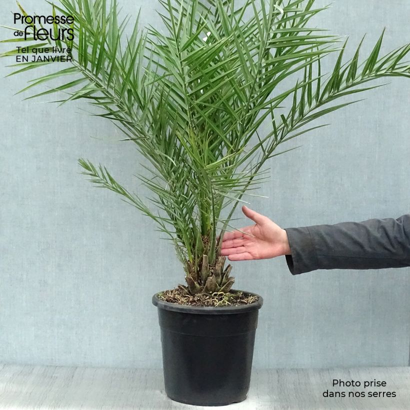 Exemplaar van Phoenix dactylifera - Dadelpalm Pot van 7,5 l/10 l zoals geleverd in de winter