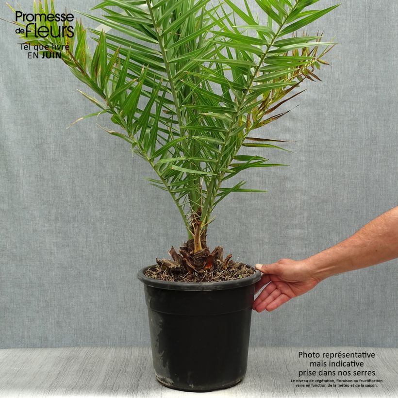 Exemplaar van Phoenix dactylifera - Dadelpalm Pot van 7,5 l/10 l zoals geleverd in de zomer