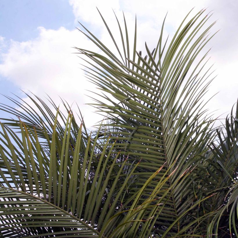 Phoenix roebelinii - Dwergdadelpalm (Foliage)
