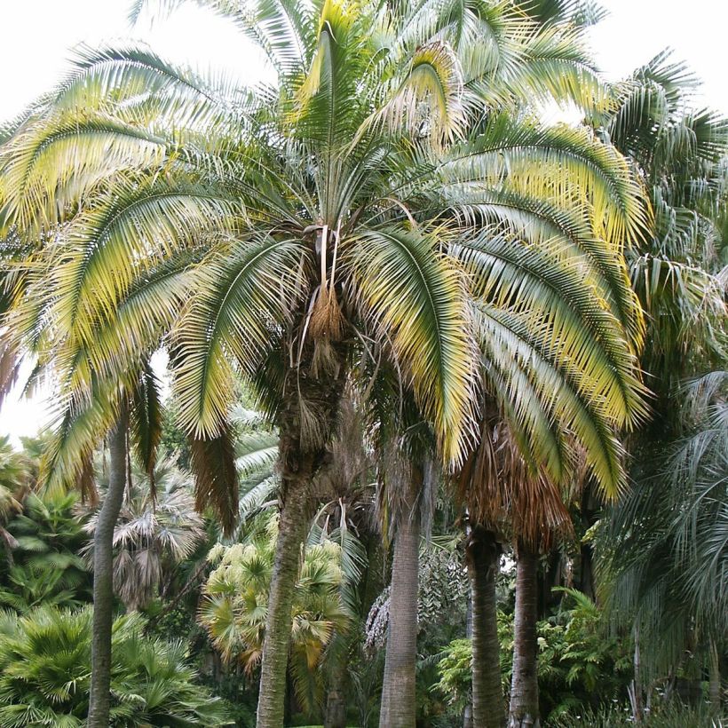 Phoenix rupicola - Rotsdadelpalm (Groeiplaats)