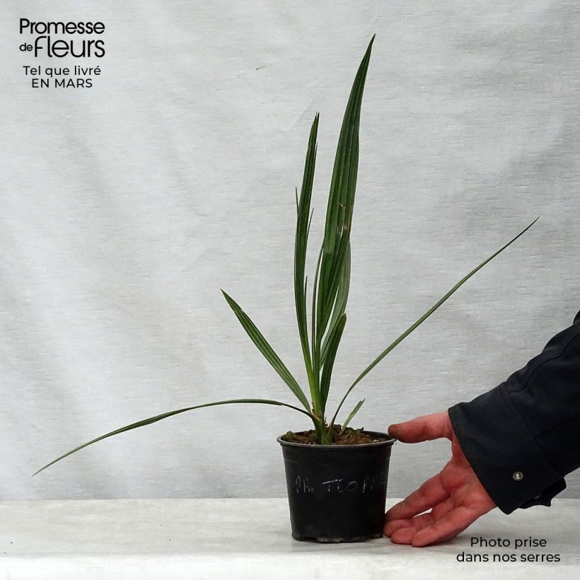 Example of Phoenix theophrasti - Kretenzische dadelpalm Pot van 12 cm / 13 cm as you get in printemps