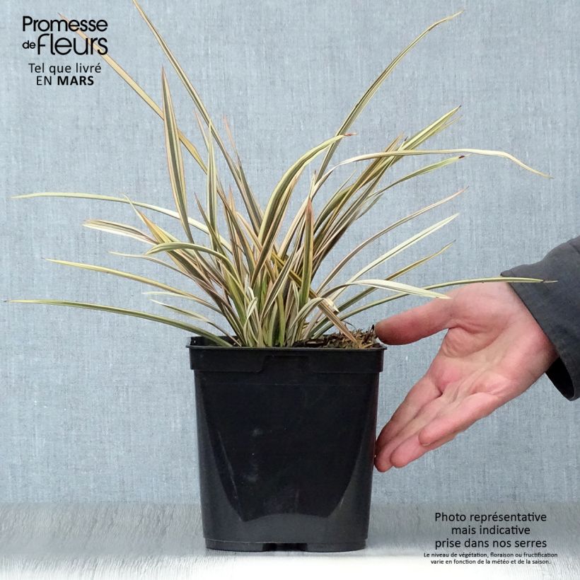 Example of Phormium Alison Blackman - Nieuw-Zeelands vlas Pot van 3 l/4 l as you get in printemps