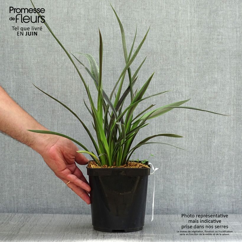 Exemplaar van Phormium Chocomint - Nieuw-Zeelands vlas Pot van 3 l/4 l zoals geleverd in de zomer