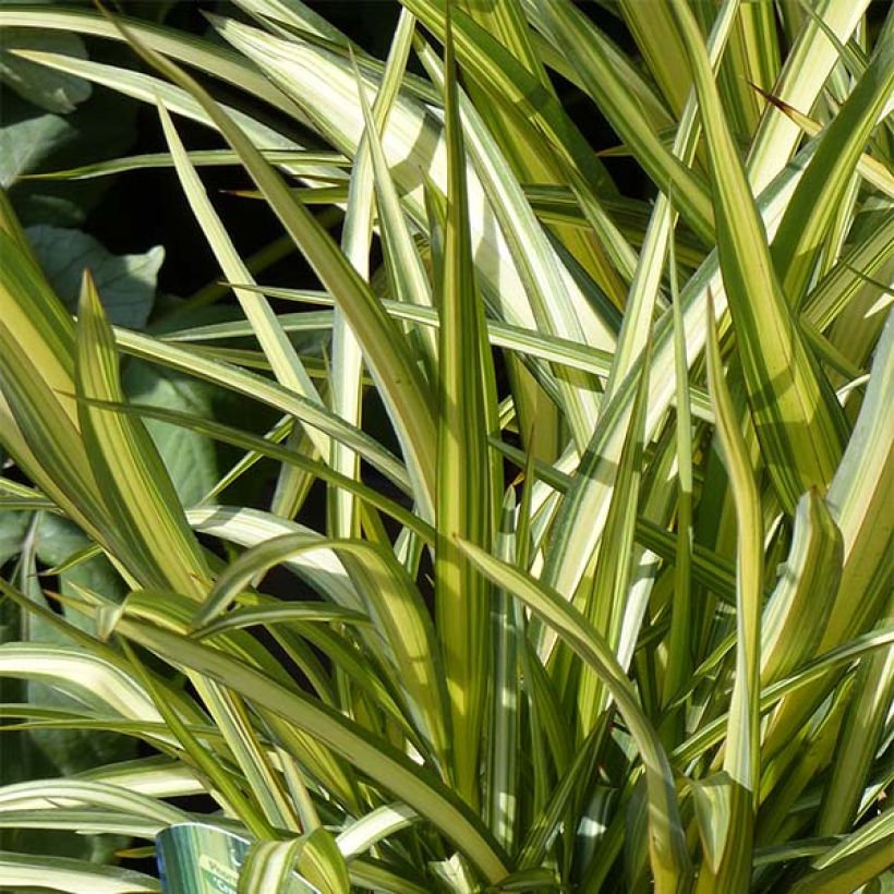 Phormium Cream Delight - Nieuw-Zeelands vlas (Blad)