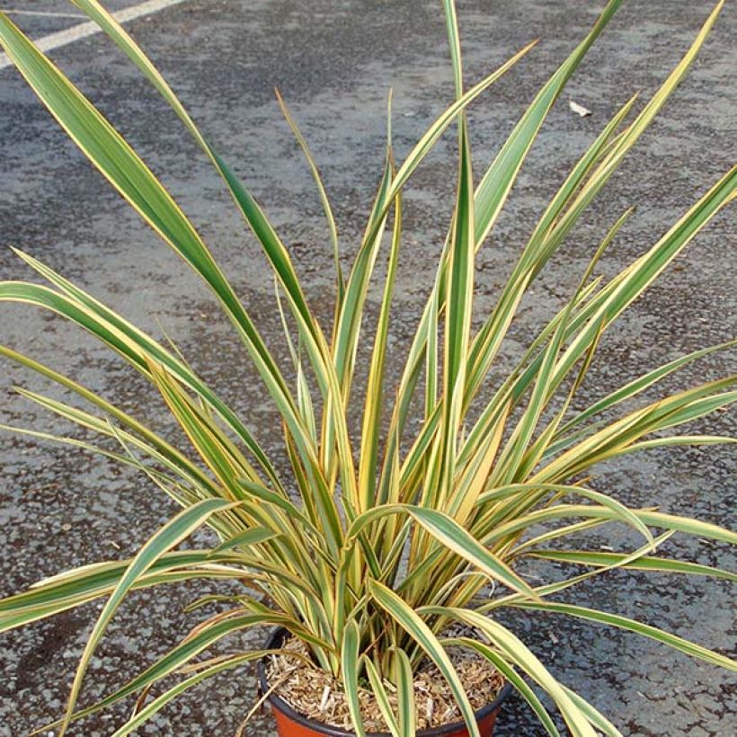 Phormium Cream Delight - Nieuw-Zeelands vlas (Groeiplaats)
