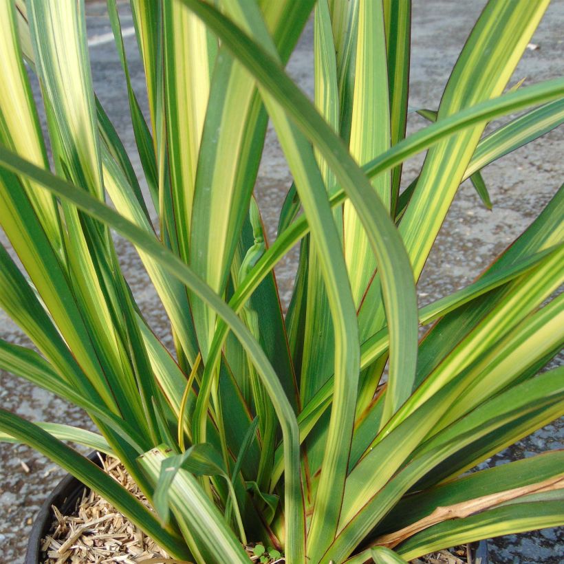 Phormium Golden Ray - Nieuw-Zeelands vlas (Foliage)