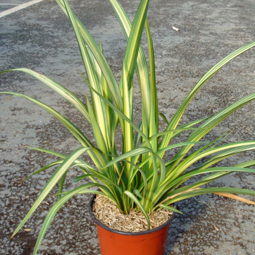 Phormium Golden Ray - Nieuw-Zeelands vlas (Plant habit)