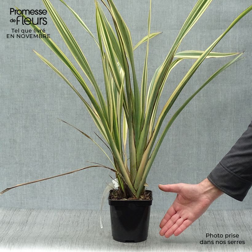 Exemplaar van Phormium Golden Ray - Nieuw-Zeelands vlas Pot van 2 l/3 l zoals geleverd in de herfst