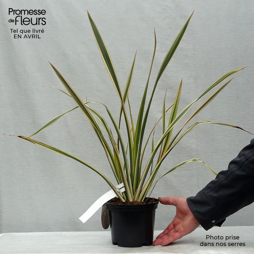 Example of Phormium Golden Ray - Nieuw-Zeelands vlas Pot van 2 l/3 l as you get in printemps