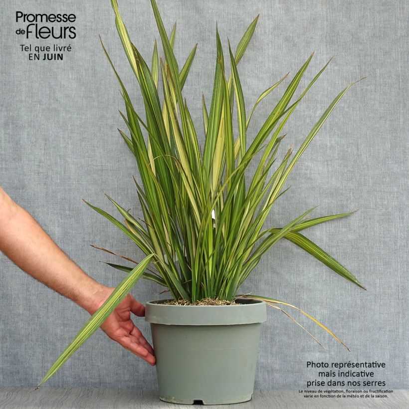 Exemplaar van Phormium Golden Ray - Nieuw-Zeelands vlas Pot van 7,5 l/10 l zoals geleverd in de zomer