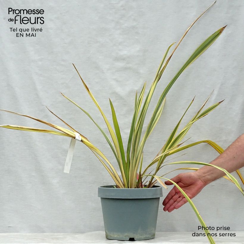 Example of Phormium Golden Ray - Nieuw-Zeelands vlas Pot van 7,5 l/10 l as you get in printemps