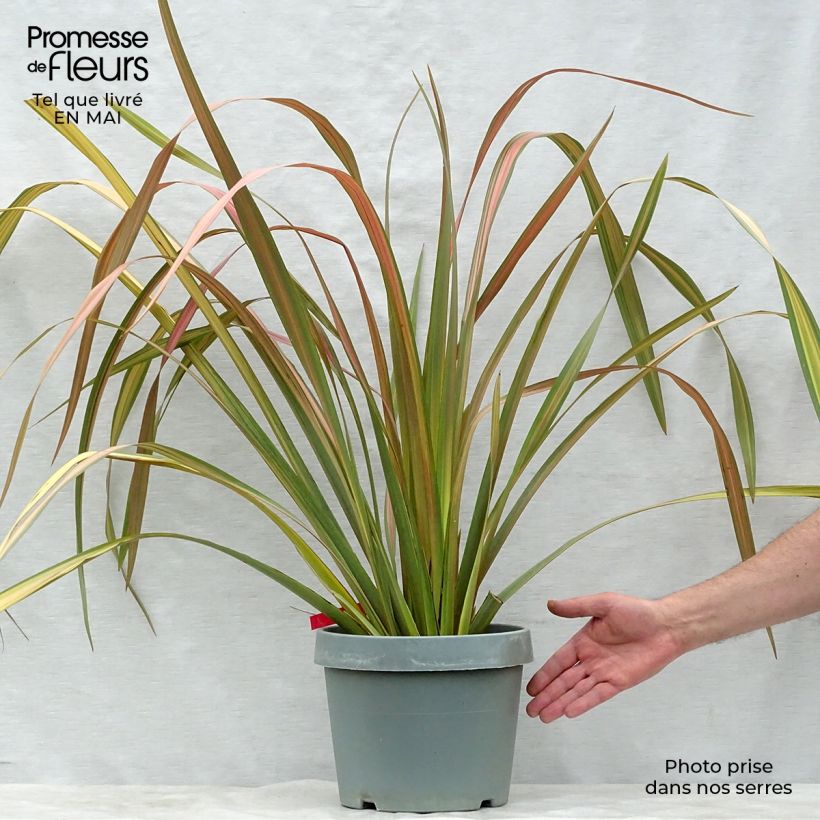 Exemplaar van Phormium Jester - Nieuw-Zeelands vlas Pot van 7,5 l/10 l zoals geleverd in de lente