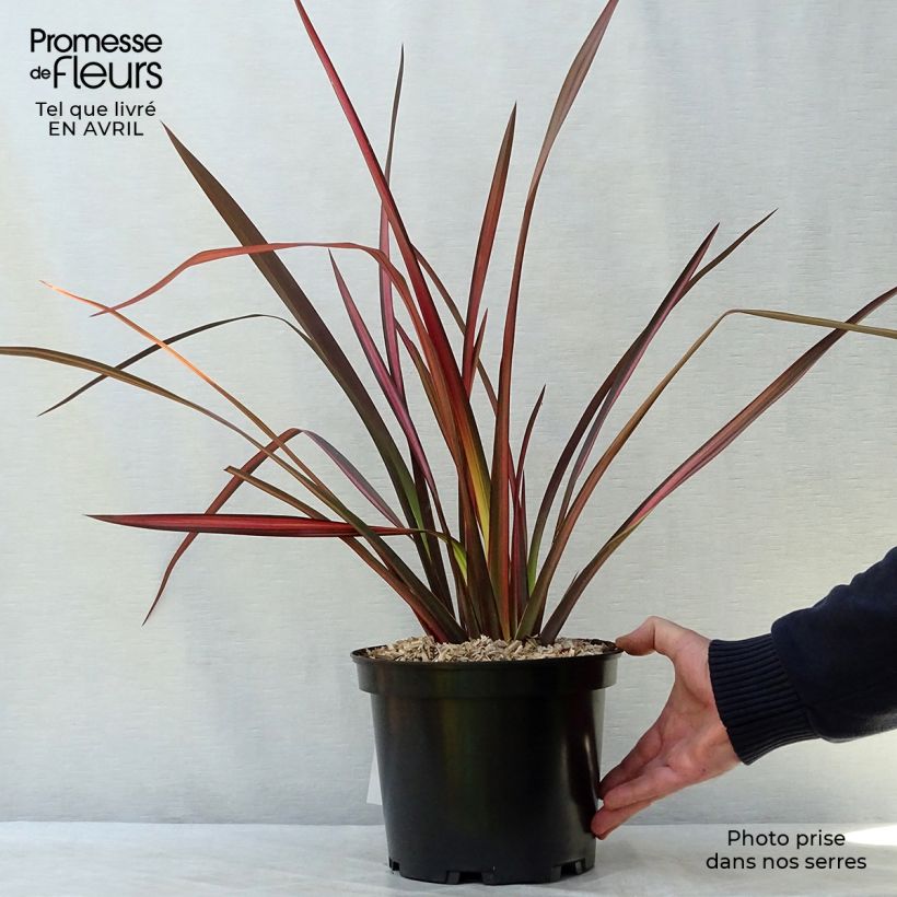 Exemplaar van Phormium Margaret Jones - Nieuw-Zeelands vlas Pot van 4 l/5 l zoals geleverd in de lente