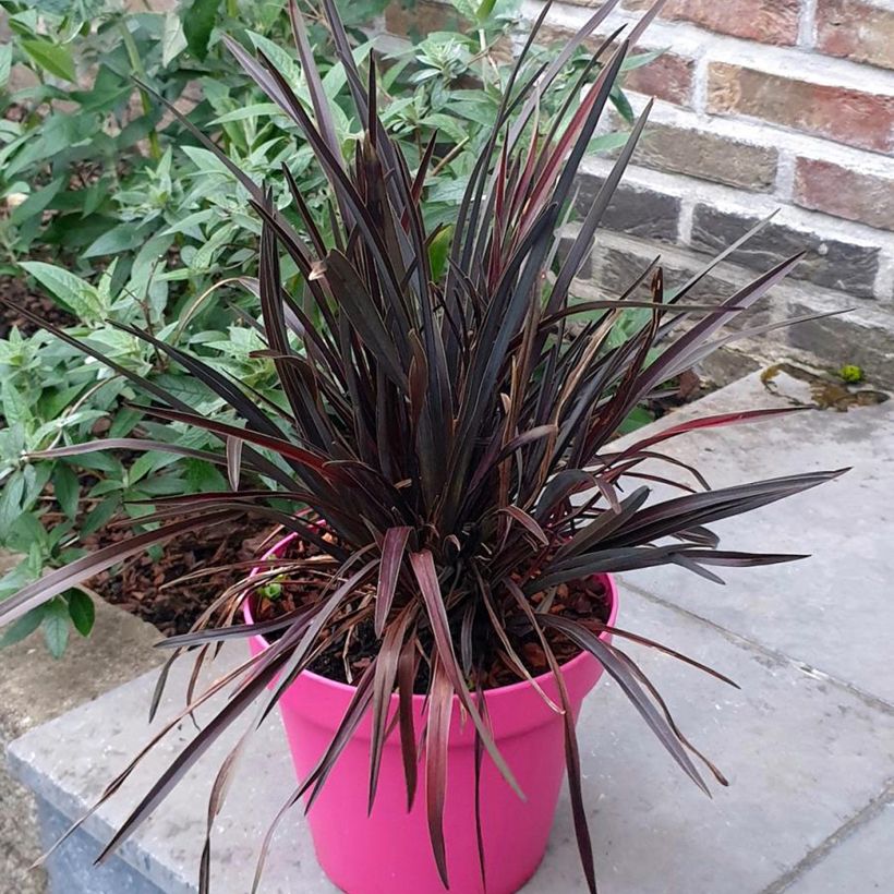 Phormium Mini Magic - Nieuw-Zeelands vlas (Plant habit)
