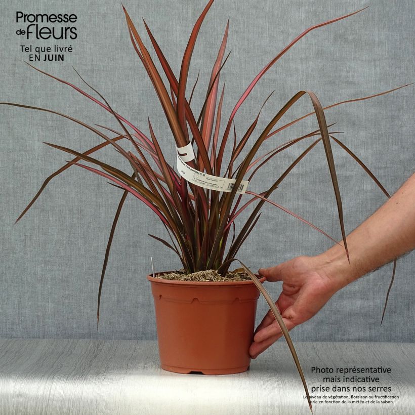 Exemplaar van Phormium Pink Panther - Nieuw-Zeelands vlas Pot van 2 l/3 l zoals geleverd in de zomer