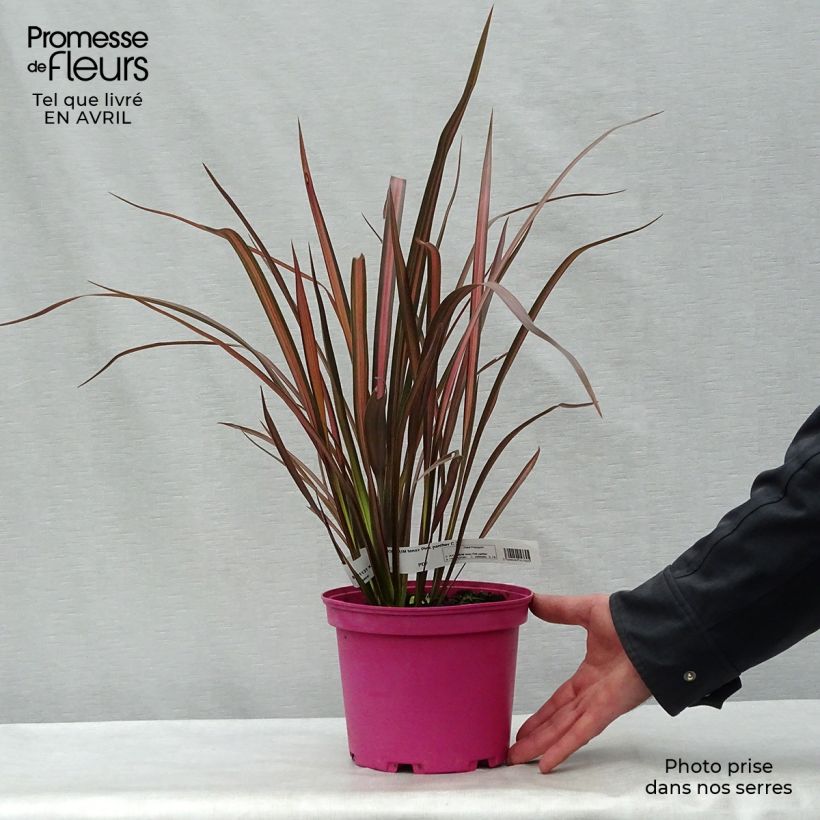 Example of Phormium Pink Panther - Nieuw-Zeelands vlas Pot van 2 l/3 l as you get in printemps