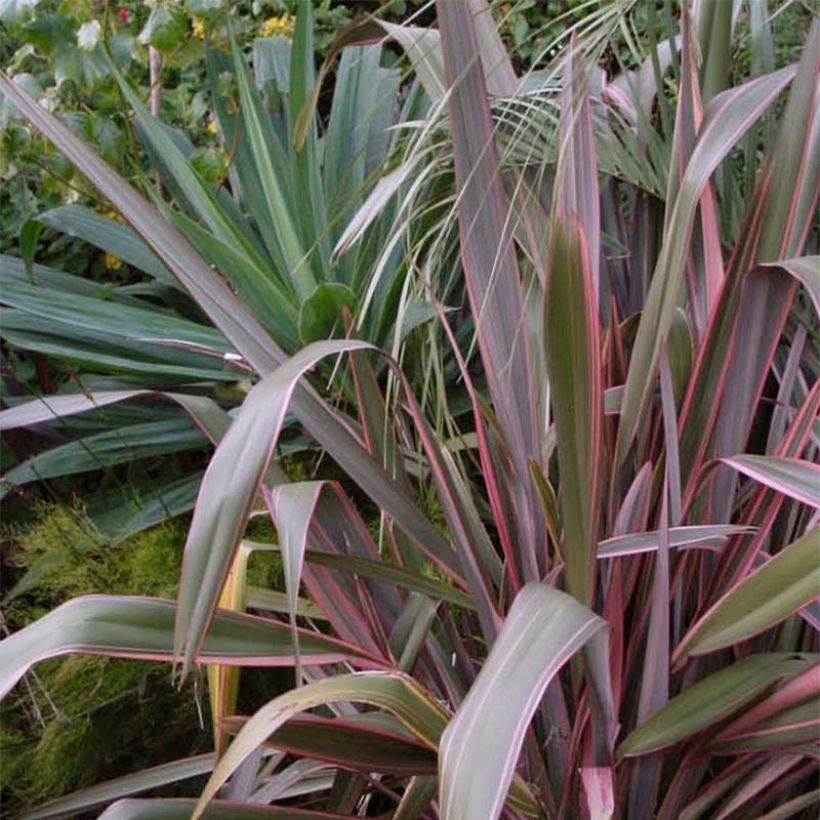Phormium Pink Stripe - Nieuw-Zeelands vlas (Plant habit)