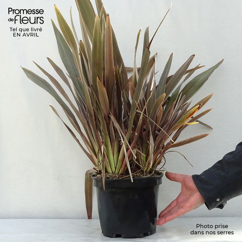 Example of Phormium Pink Stripe - Nieuw-Zeelands vlas Pot van 3 l/4 l as you get in printemps