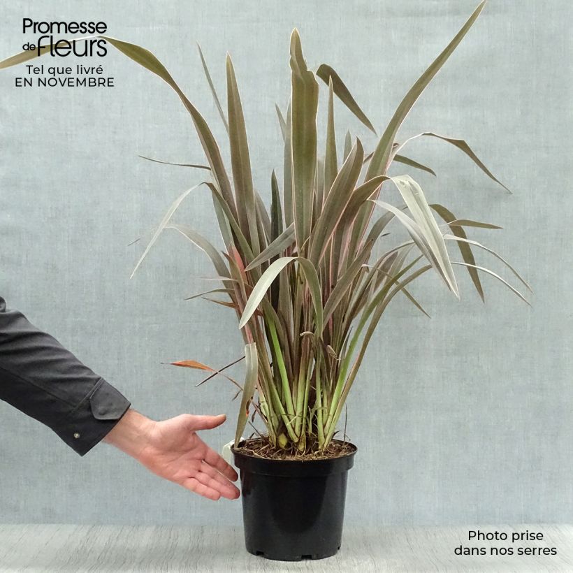 Exemplaar van Phormium Pink Stripe - Nieuw-Zeelands vlas Pot van 3 l/4 l zoals geleverd in de herfst