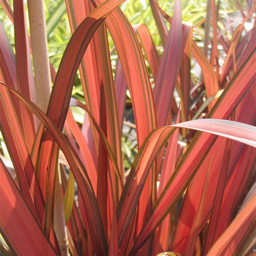 Phormium Rainbow Maiden - Nieuw-Zeelands vlas (Blad)