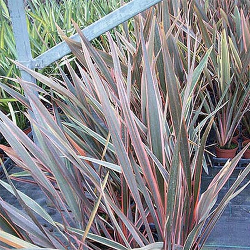 Phormium Rainbow Queen - Nieuw-Zeelands vlas (Blad)