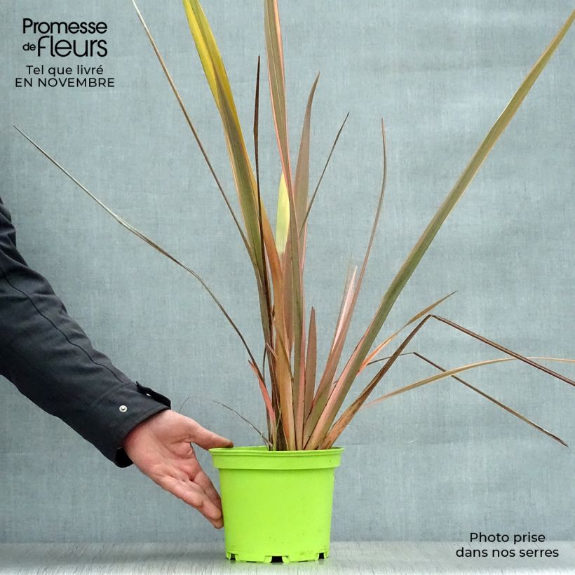 Exemplaar van Phormium Rainbow Queen - Nieuw-Zeelands vlas Pot van 2 l/3 l zoals geleverd in de herfst