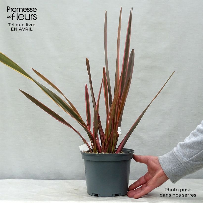 Exemplaar van Phormium Rainbow Queen - Nieuw-Zeelands vlas Pot van 2 l/3 l zoals geleverd in de lente