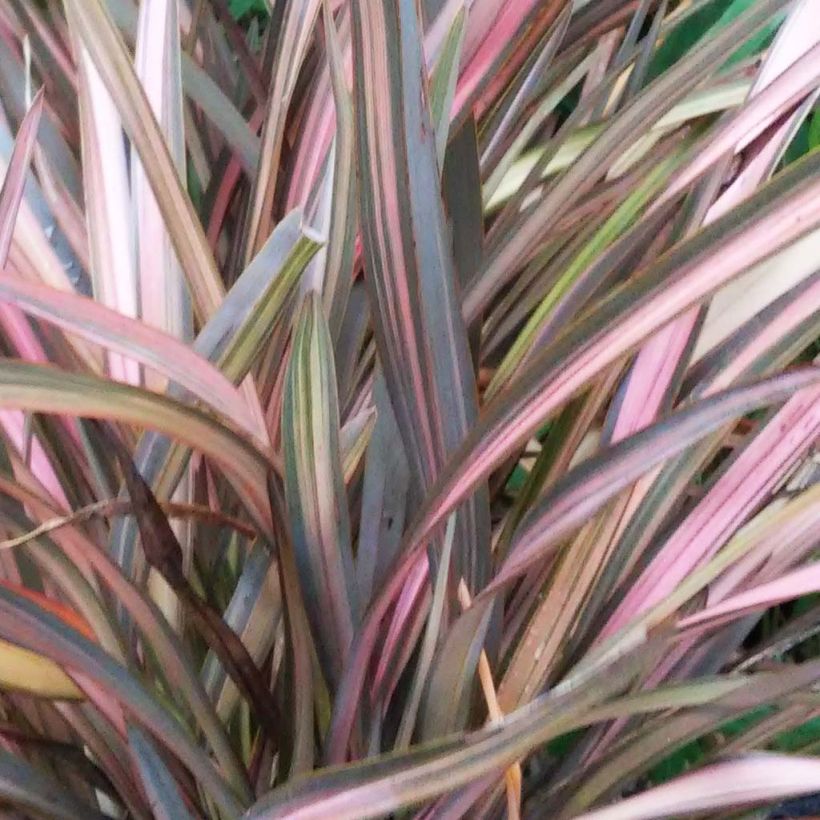 Phormium Rainbow Sunrise - Nieuw-Zeelands vlas (Foliage)