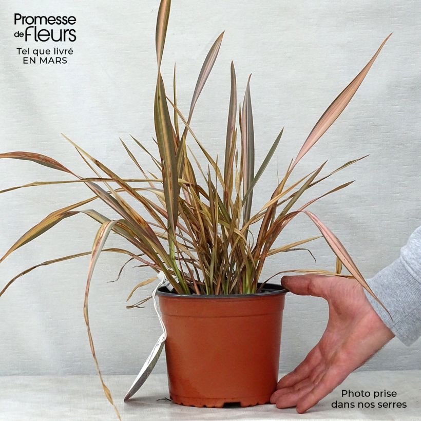 Example of Phormium Rainbow Sunrise - Nieuw-Zeelands vlas Pot van 3 l/4 l as you get in printemps