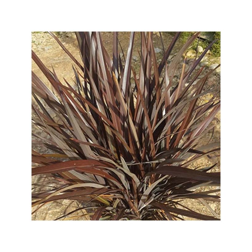 Phormium Special Red - Nieuw-Zeelands vlas (Groeiplaats)