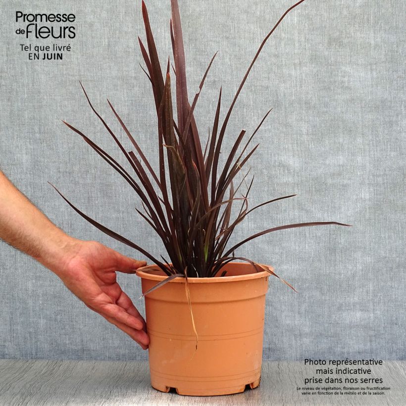Exemplaar van Phormium Special Red - Nieuw-Zeelands vlas Pot van 4 l/5 l zoals geleverd in de zomer