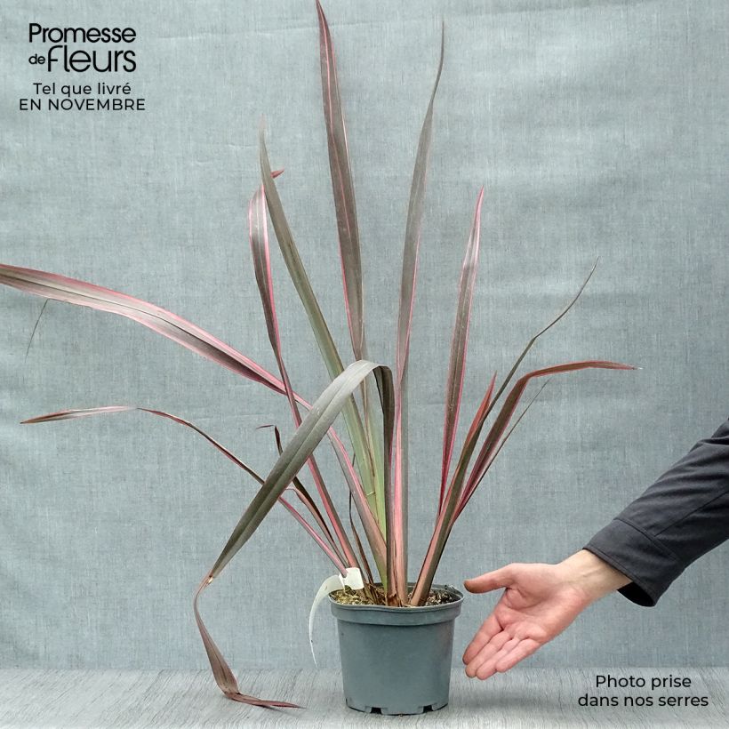 Exemplaar van Phormium tenax Sundowner - Nieuw-Zeelands vlas Pot van 2 l/3 l zoals geleverd in de herfst