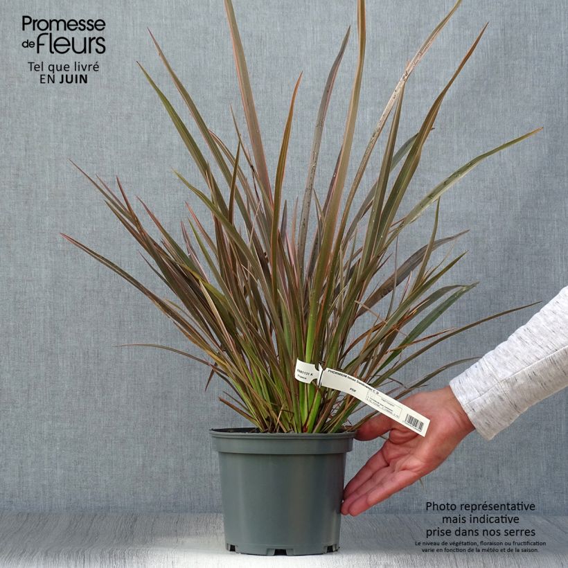 Exemplaar van Phormium tenax Sundowner - Nieuw-Zeelands vlas Pot van 2 l/3 l zoals geleverd in de zomer