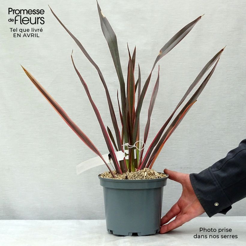 Exemplaar van Phormium tenax Sundowner - Nieuw-Zeelands vlas Pot van 2 l/3 l zoals geleverd in de lente