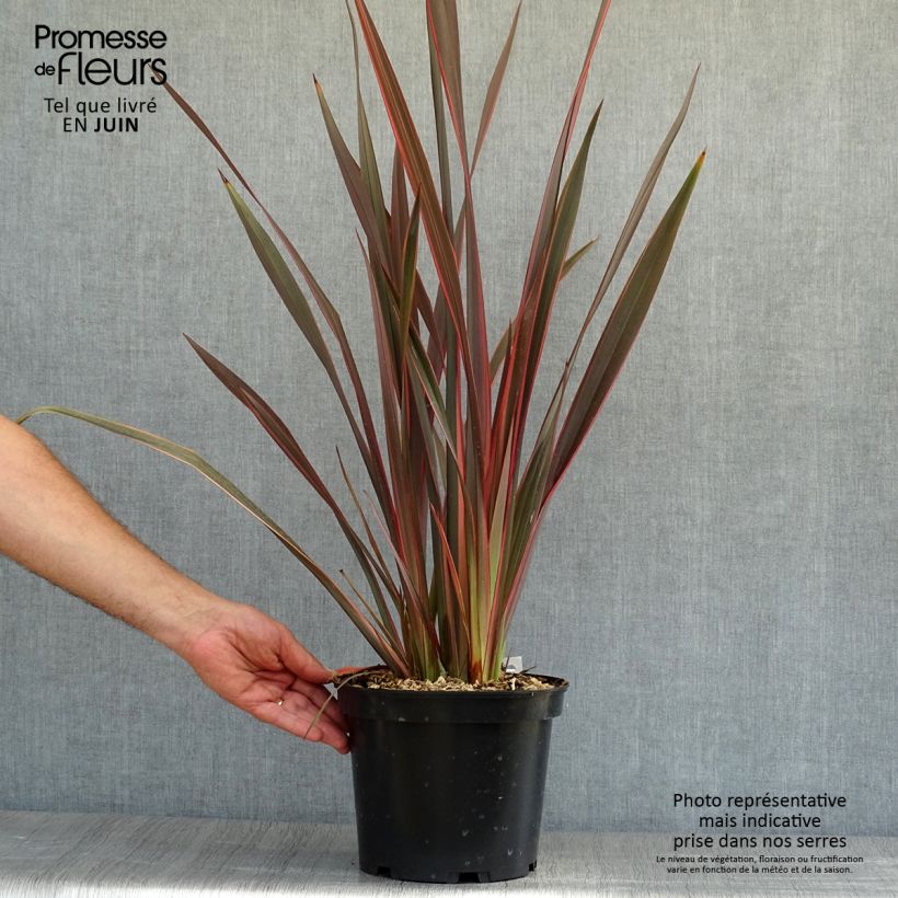 Exemplaar van Phormium tenax Sundowner - Nieuw-Zeelands vlas Pot van 4 l/5 l zoals geleverd in de zomer