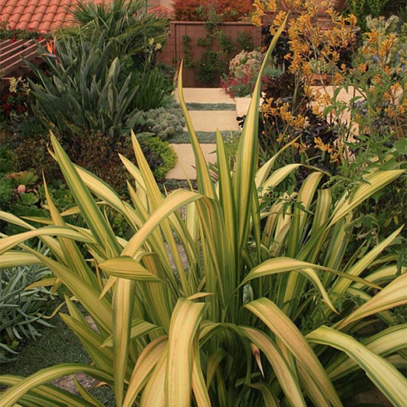 Phormium Yellow Wave - Nieuw-Zeelands vlas (Foliage)