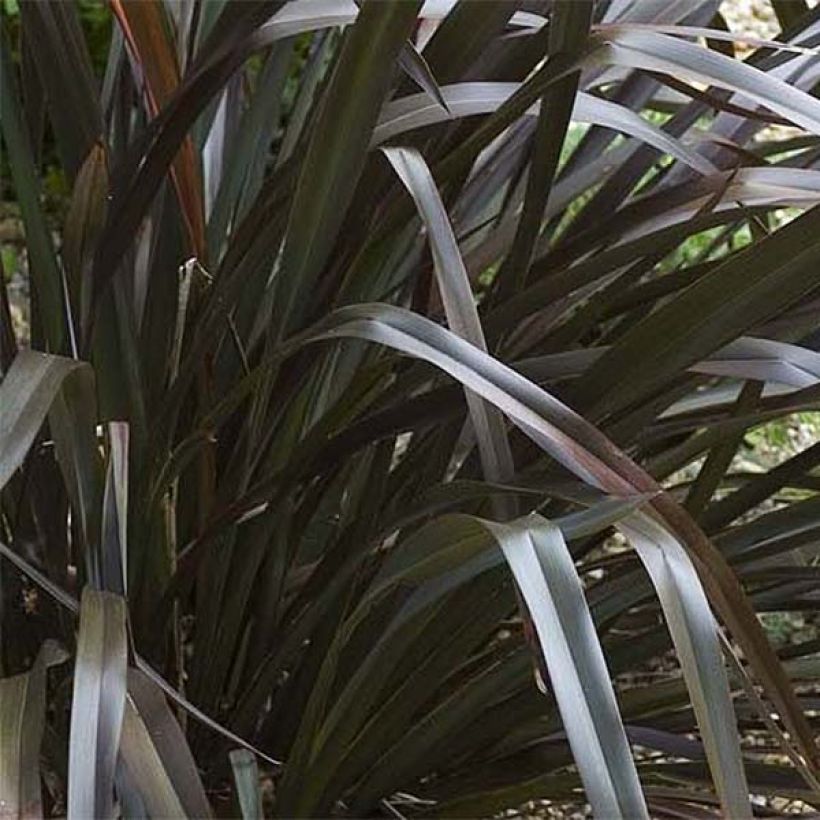 Phormium cookianum Black Adder - Nieuw-Zeelands vlas (Blad)