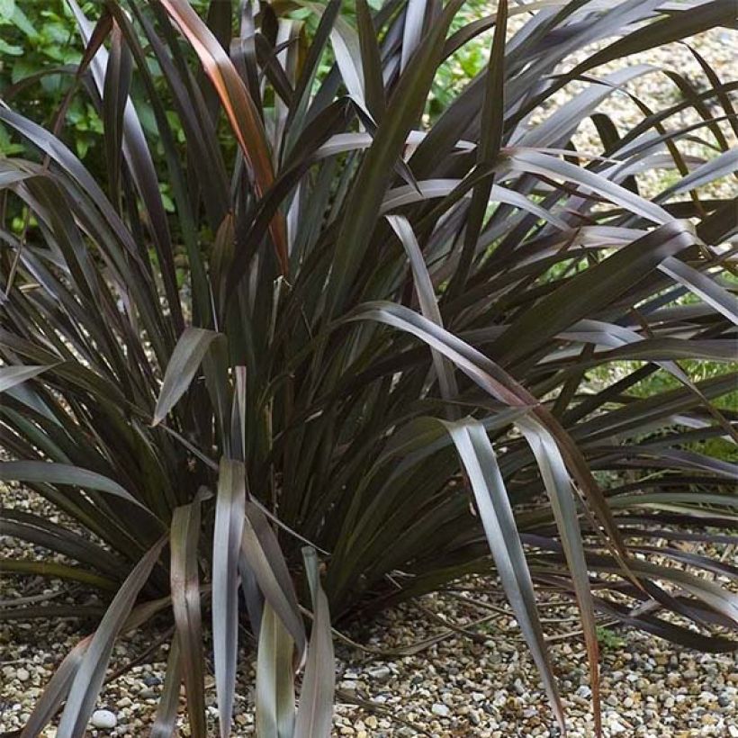 Phormium cookianum Black Adder - Nieuw-Zeelands vlas (Groeiplaats)