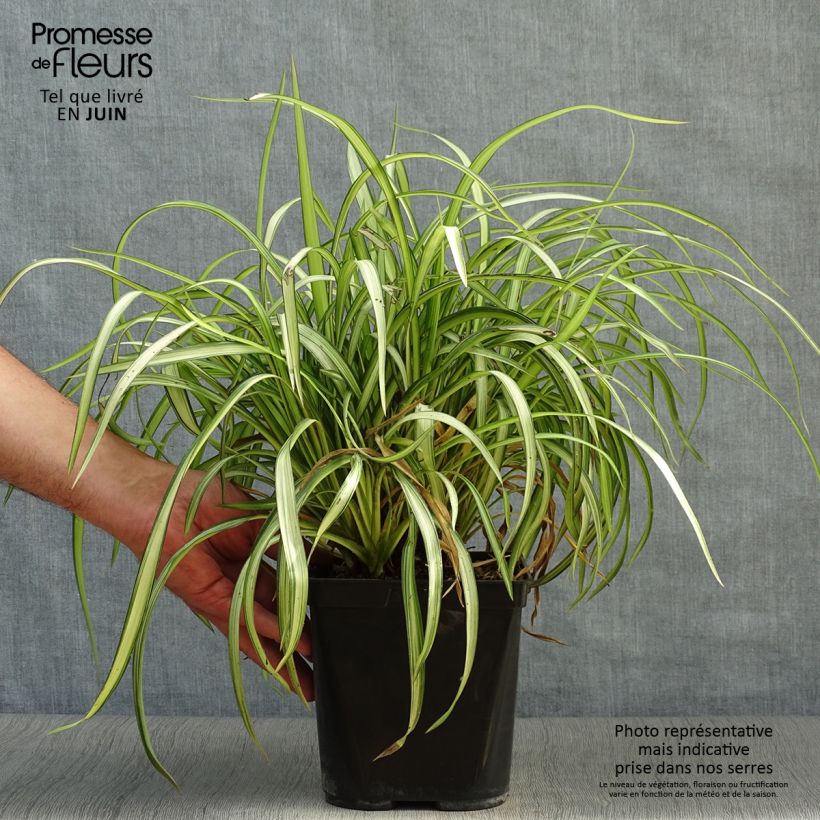 Exemplaar van Phormium cookianum Blondie - Nieuw-Zeelands vlas Pot van 4 l/5 l zoals geleverd in de zomer