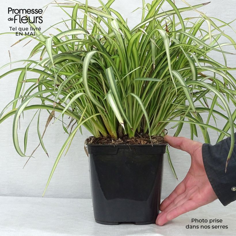 Example of Phormium cookianum Blondie - Nieuw-Zeelands vlas Pot van 4 l/5 l as you get in printemps