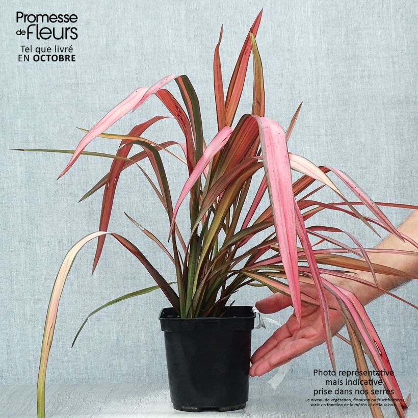 Exemplaar van Phormium Maori Maiden - Nieuw-Zeelands vlas Pot van 3 l/4 l zoals geleverd in de herfst