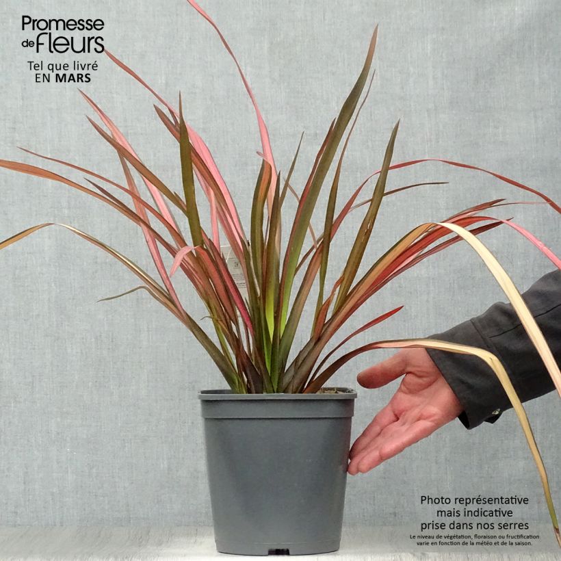 Exemplaar van Phormium Maori Maiden - Nieuw-Zeelands vlas Pot van 3 l/4 l zoals geleverd in de lente
