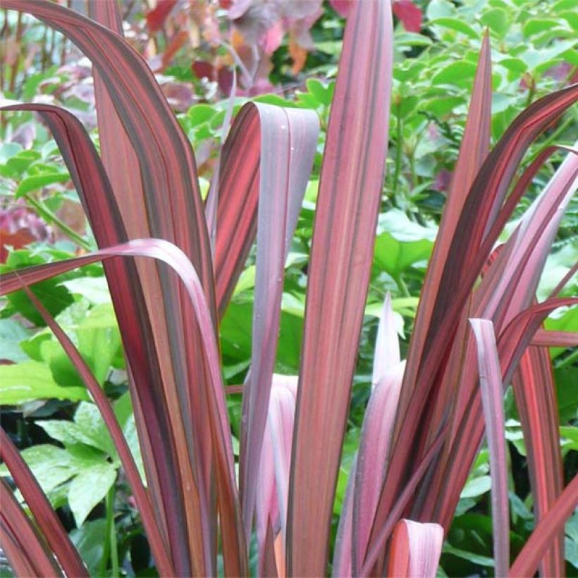 Phormium tenax Evening Glow - Nieuw-Zeelands vlas (Foliage)
