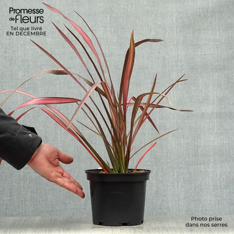 Exemplaar van Phormium tenax Evening Glow - Nieuw-Zeelands vlas Pot van 2 l/3 l zoals geleverd in de winter