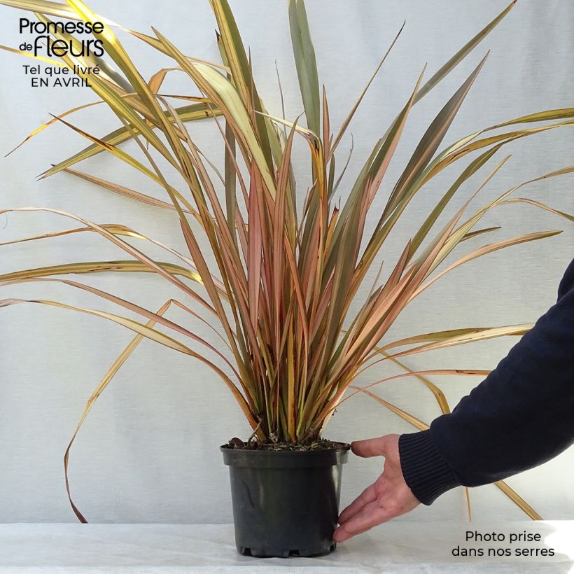 Example of Phormium tenax Evening Glow - Nieuw-Zeelands vlas Pot van 2 l/3 l as you get in printemps