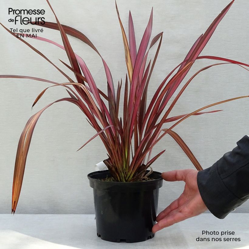 Example of Phormium tenax Evening Glow - Nieuw-Zeelands vlas Pot van 4 l/5 l as you get in printemps