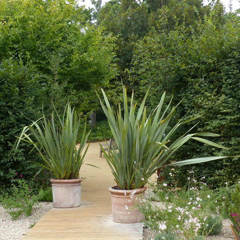 Phormium tenax - Nieuw-Zeelands vlas (Groeiplaats)