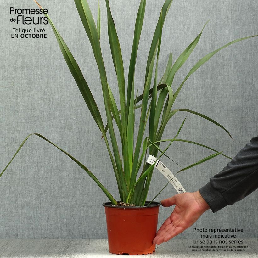 Exemplaar van Phormium tenax - Nieuw-Zeelands vlas Pot van 2 l/3 l zoals geleverd in de herfst